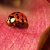 Jigsaw: Pink Plant Ladybug